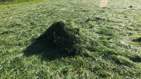 A Kid And Her Dog Playing In A Newly Mowed Grass Field