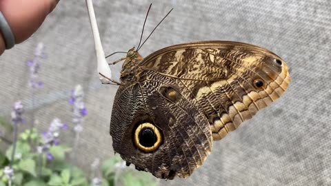 SkyRiver Butterfly Exhibit Orange County Fair 2023