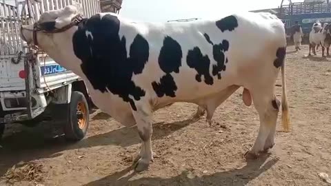Calf || Cow || #cattlefarming
