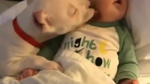 "When Cuddly Meets Comfy: The Dog and the Sleeping Baby"