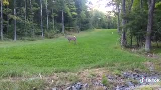 Cute and friendly baby dear in the park