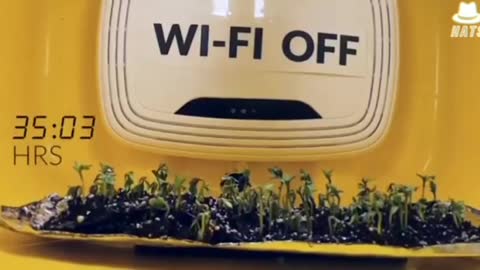 Experiment shows how dangerous wifi EMF frequency is when in close proximity to living organisms.
