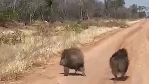 wild boar family gets scared when they hear the sound of a car