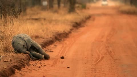 Baby elephant adorably learning to get back on his feet