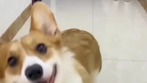 cute dog