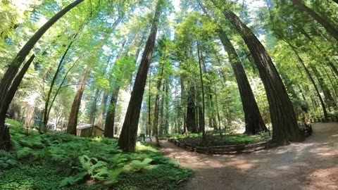 KaraBand Fonders Grove Redwood Trees