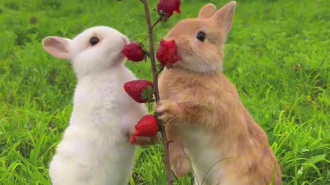 Cute rabbit eating 🍓🍓🍓. A beautiful moment