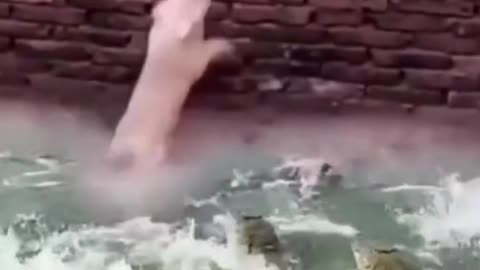 How Poor Dog escape from dangerous Crocodiles !