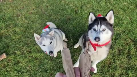 Husky Cried With Joy Seeing Granny At Christmas