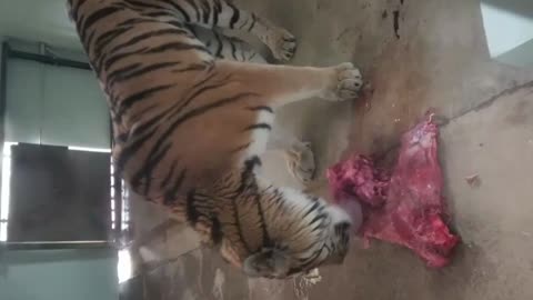 Watch how the tiger eats its food
