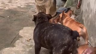 3 puppies (French Bulldog) scare the neighbor's dog