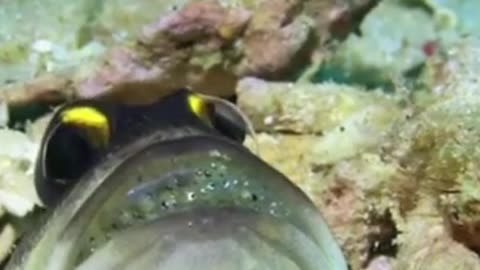 Most Beautiful Exotic Fish Of The Sea #shorts #shortsvideo #video #viral