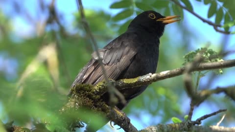 🐦🎶 Blackbird Serenade in Bavaria: A Harmonious Encounter 🌿🌼