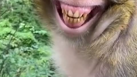 Funny monkey laughing 😂🤣