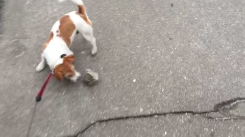 Dog handles large rock like personal chew toy