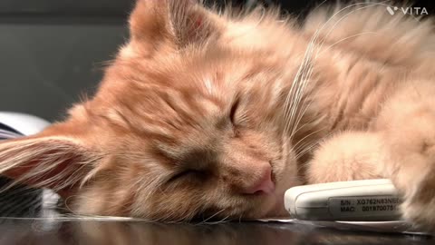 Cute funny cat sleeping video