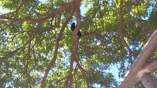 Bird in the tree at the park