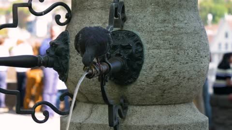 The pigeon bird drinks from the water tap.