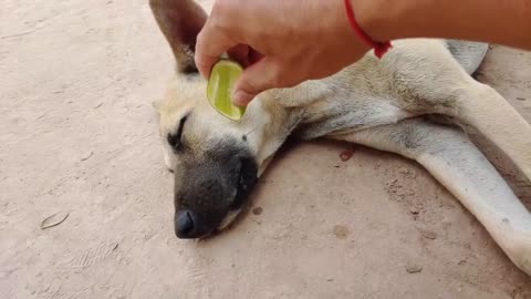 Amazing!!! Lemon Prank Dog So Funny