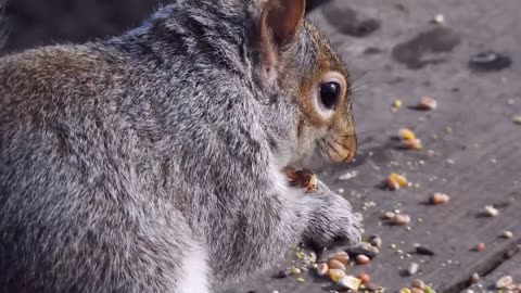 A squirrel eating,,,