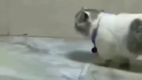 Cute cat funny fight video 😻😻