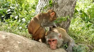 Video of a monkey having a good time-animal humor