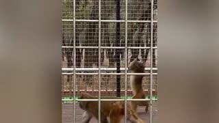 funny animals video