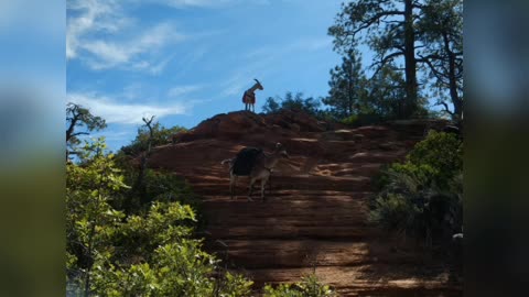 Canaan Mountain trail Utah 2020