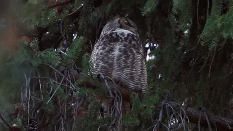 Great Horned Owl hoot