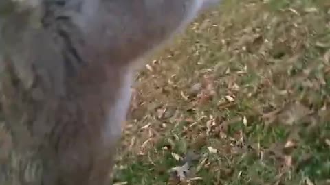 Wild deer licks salt off of my hands ASMR