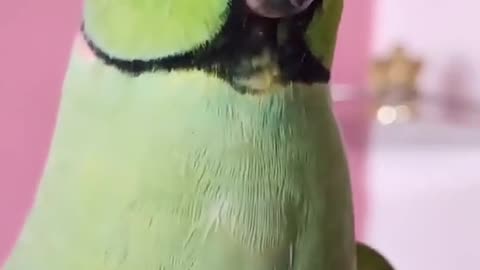 Funny parrot video