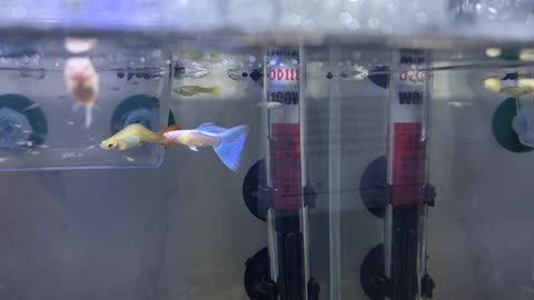 Blue Neon Guppy Fish