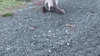 Fluffy Neighborhood Cat Follows a Mouse Across the Street