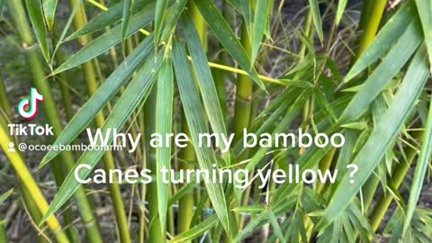 Why are my bamboo plants turning yellow