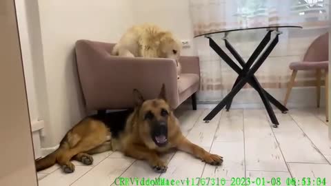 Golden Retriever and German Shepherd are the Cutest Friends