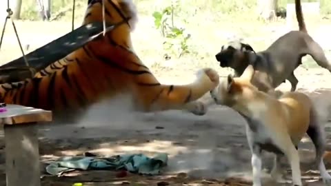 Troll Prank Dog Funny & fake Lion and Fake Tiger Prank To dog & Huge Box Prank to dog