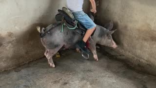 Little Boy Rides a Pig
