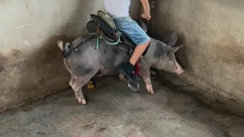 Little Boy Rides a Pig