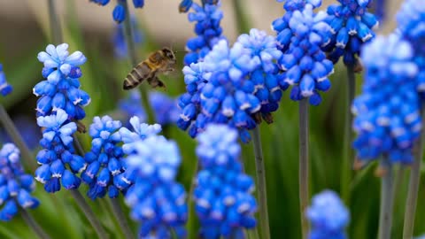 Bee flying around blue flowers
