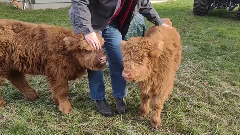 Highland Heifers