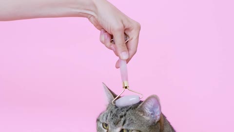 Person Massaging a Cat With a Facial Roller