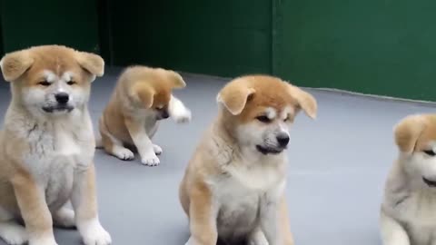 FILHOTES DE AKITA INU_1