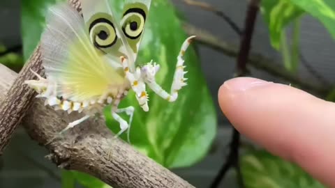 BEAUTIFUL PRAYING MANTIS