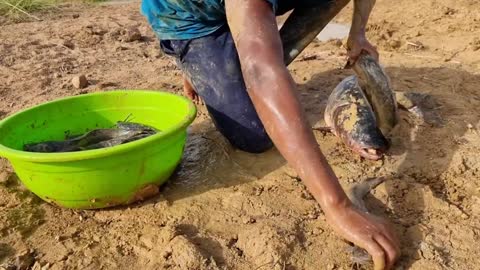 Really Amazing Traditional Video Of Hand Fishing In River Dry Mud Catch Big Fish