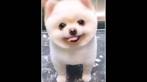 Cute puppies doing funny things