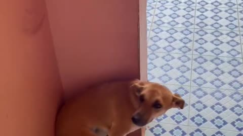 Cute funny 🐕 dog video 😂🥰🤣😅