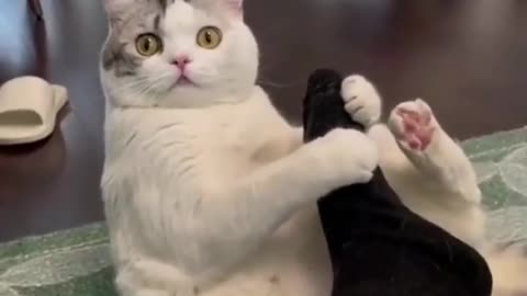 have fun with this cute cat