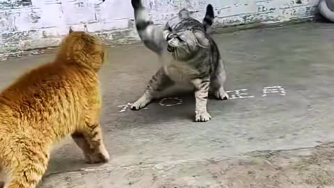 Cute cat fight🤣🤣✔