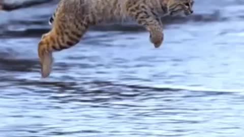 LOOK HOW HIGH THE TIGER JUMPS!!!