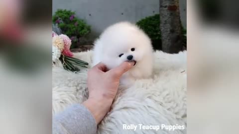 Cute Pomeranian Puppies Videos Compilation 2022 - Cutest and Funny Dogs,Episode :248